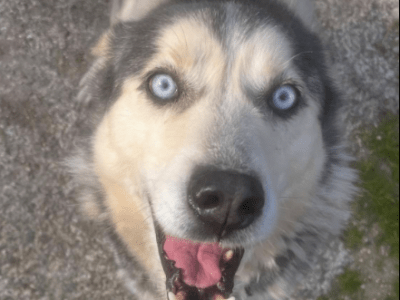 Lobito