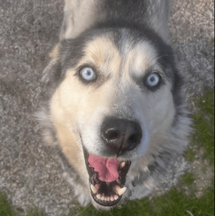 Lobito